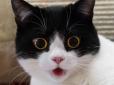 Постійно здивована мармизка милого котика зачарувала користувачів мережі
