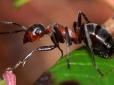 Німецькі вчені винайшли бігову доріжку для мурах (відео)