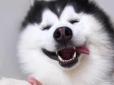 Мару - найщасливіший у світі пес: Фото усміхненого хаскі підірвали мережу