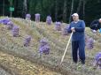 Понад 100 тонн картоплі: Лукашенко похвалився врожаєм на своєму городі (фото)